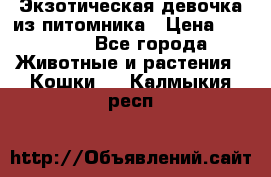 Экзотическая девочка из питомника › Цена ­ 25 000 - Все города Животные и растения » Кошки   . Калмыкия респ.